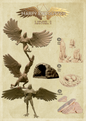 Harpy Encounter